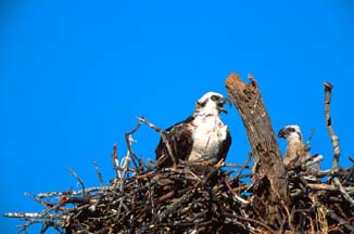 Osprey and Chick  (by Bob)